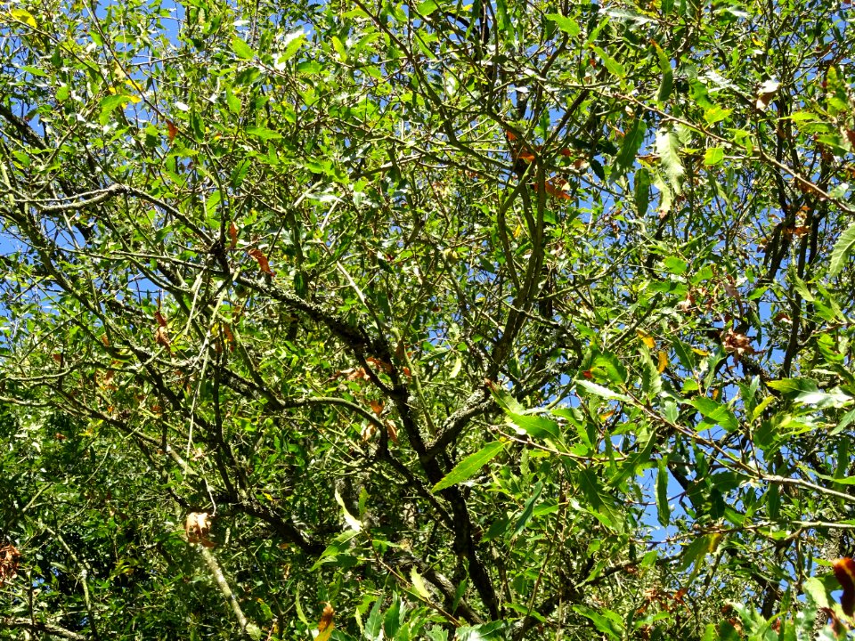Chêne du Liban, Quercus libani, Fagacées, Arboretum de Chè… 