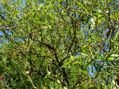 Chêne du Liban, Quercus libani, Fagacées, Arboretum de Chè… 