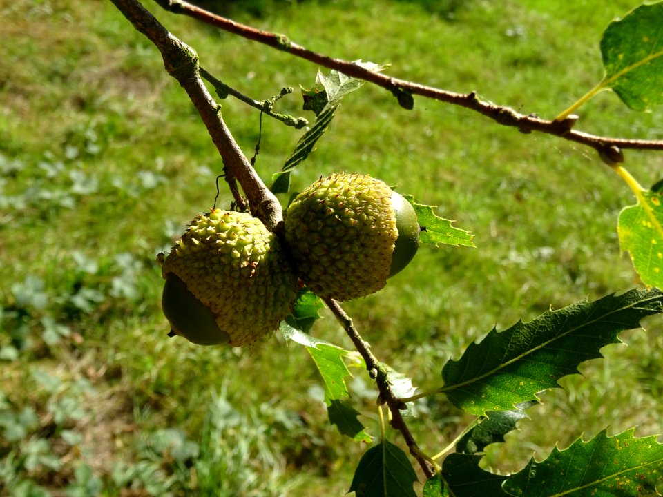 Glands du Chêne du Liban, Quercus libani, Fagacées, Arbore… 