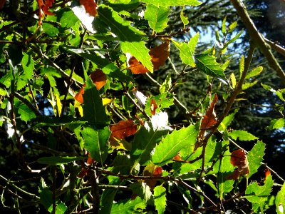 Chêne du Liban, Quercus libani, Fagacées, Arboretum de Chè… 