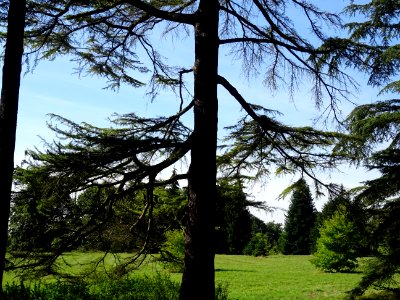 Cèdre de l'Himalaya ou Cèdre sacré, Cedrus deodara, Pinacé… 
