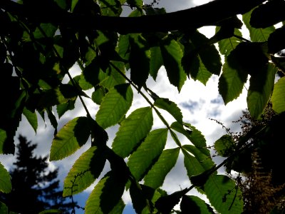 Sumac chinois, Rhus javanica var. roxburghii, Anacardiacée… 