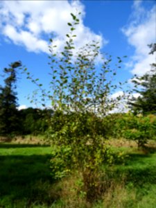 Helwingia du Japon, Helwingia japonica, Helwingiacées, Arb… 