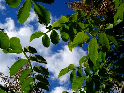 Sumac chinois, Rhus javanica var. roxburghii, Anacardiacée… 