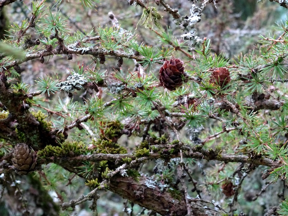 Cônes du Mélèze de Dahurie, Larix gmelinii, Pinacées, Arbo… 