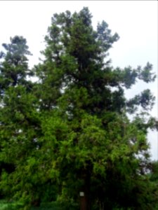 Cryptoméria du Japon, Cryptomeria japonica, Taxodiacées, A… 