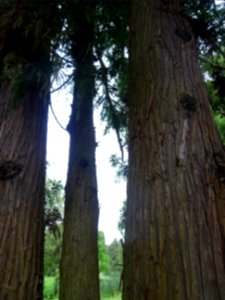 Troncs du Cryptoméria du Japon, Cryptomeria japonica, Taxo… 