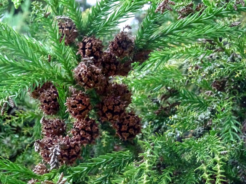 Cônes femelles secs du Cryptoméria du Japon, Cryptomeria j… 