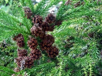 Cônes femelles secs du Cryptoméria du Japon, Cryptomeria j… 