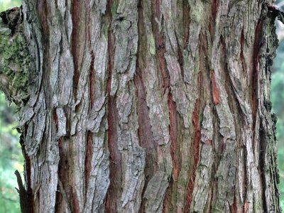 Ecorce du Cyprès des marais à feuilles pendantes, Taxodium… 