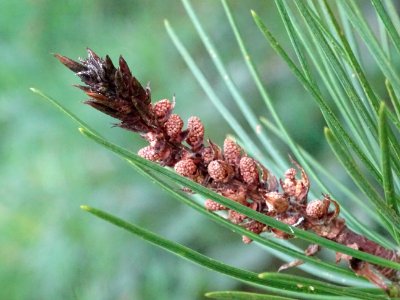 Cônes mâles du Pin Napoléon, Pinus bungeana, Pinacées, Arb… 