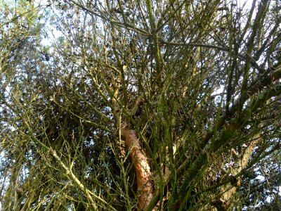 Branches du Pin rouge du Japon tabulaire, Pinus densiflora… 