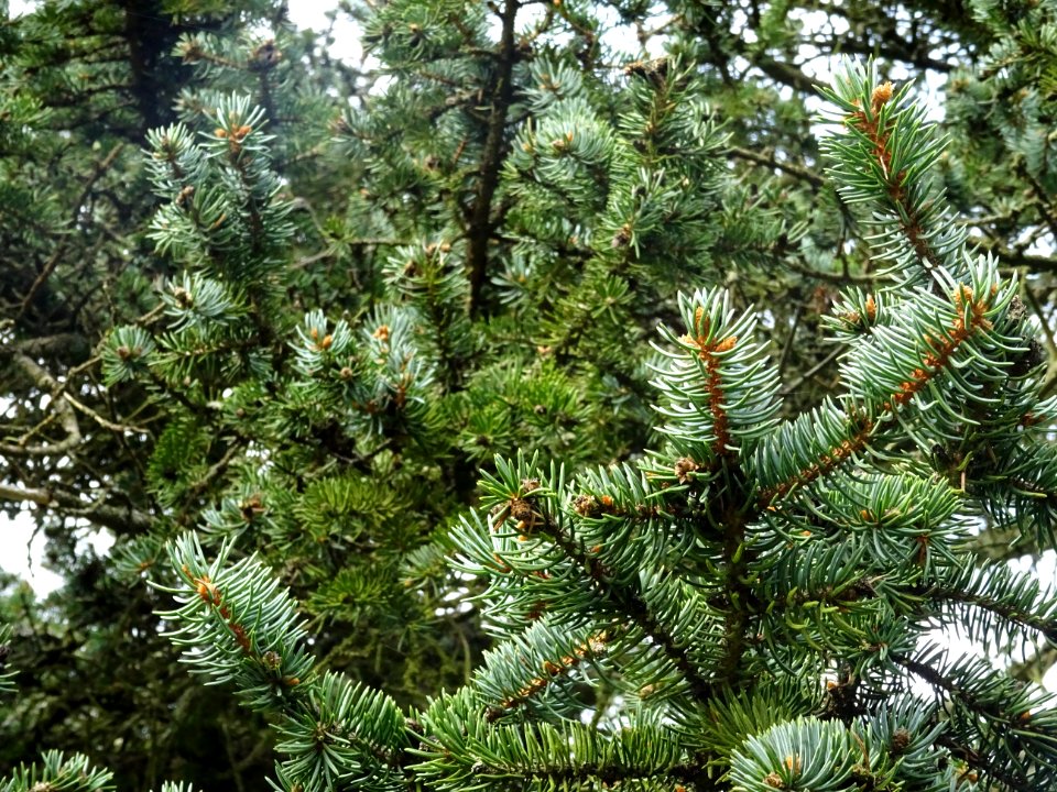 Epicéa bleu du Colorado, Picea pungens, Pinacées, Arboretu… 