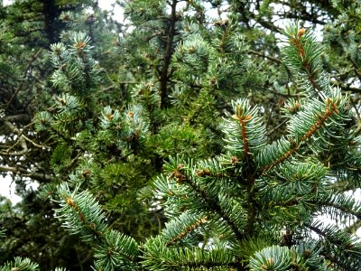 Epicéa bleu du Colorado, Picea pungens, Pinacées, Arboretu… 
