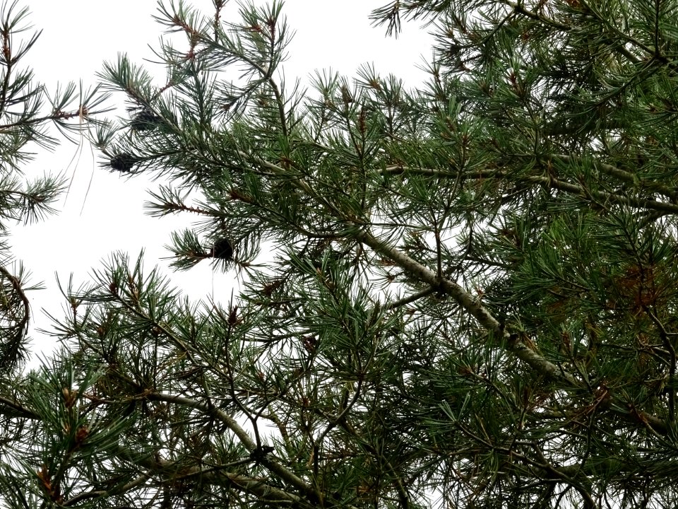 Pin Napoléon, Pinus bungeana, Pinacées, Arboretum de Chèvr… 