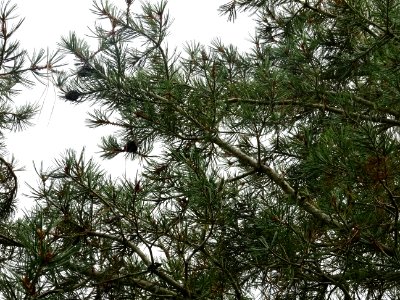 Pin Napoléon, Pinus bungeana, Pinacées, Arboretum de Chèvr… 