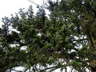 Epicéa bleu du Colorado, Picea pungens, Pinacées, Arboretu… 