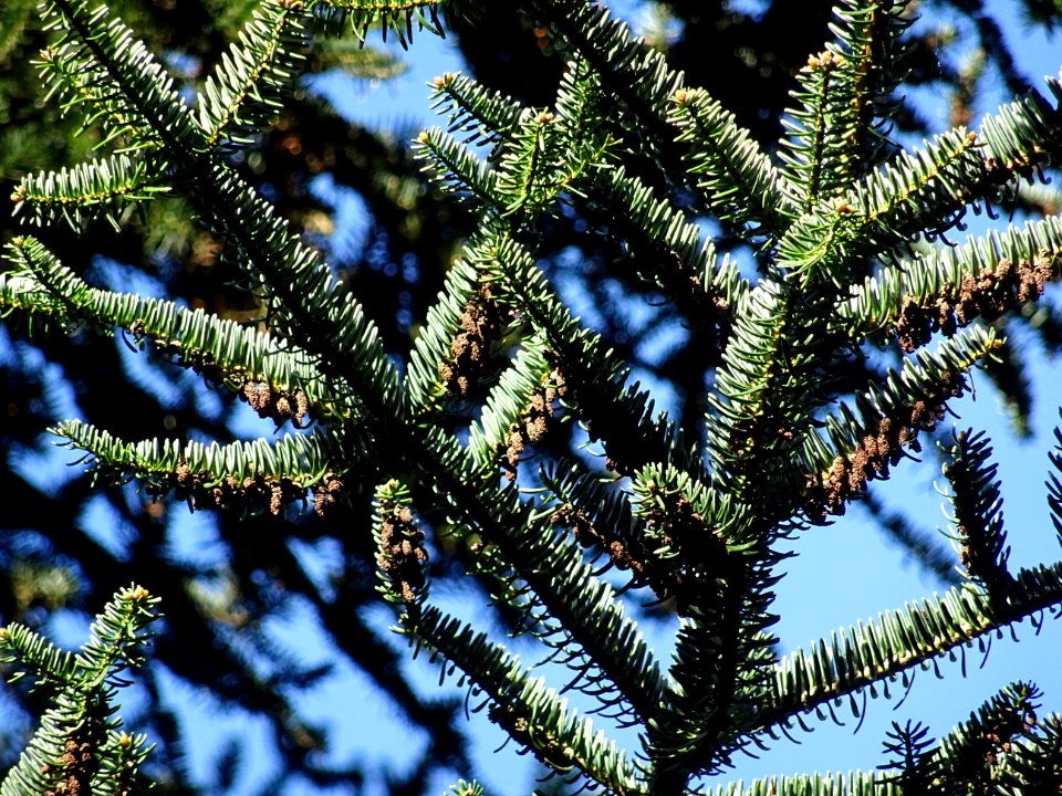 Cônes mâles du Sapin de Grèce, Abies cephalonica,Pinacées,… 