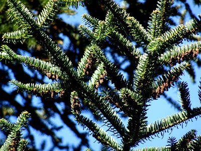 Cônes mâles du Sapin de Grèce, Abies cephalonica,Pinacées,… 