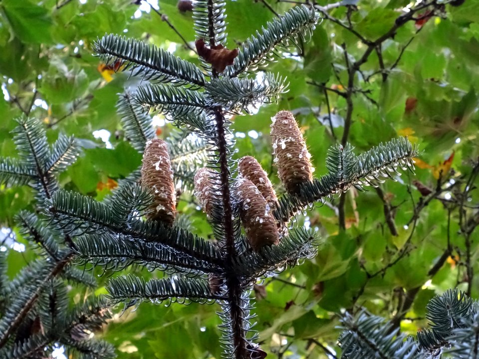 Cônes femelles du Sapin de Grèce, Abies cephalonica,Pinacé… 