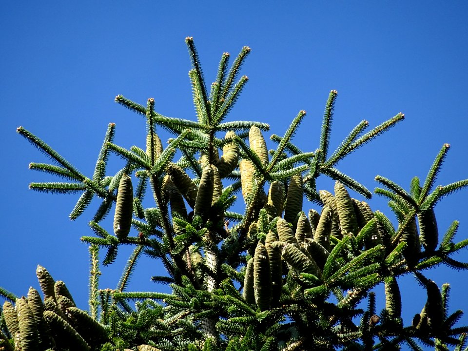 Cônes femelles du Sapin de Grèce, Abies cephalonica,Pinacé… 