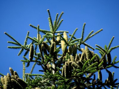 Cônes femelles du Sapin de Grèce, Abies cephalonica,Pinacé… 