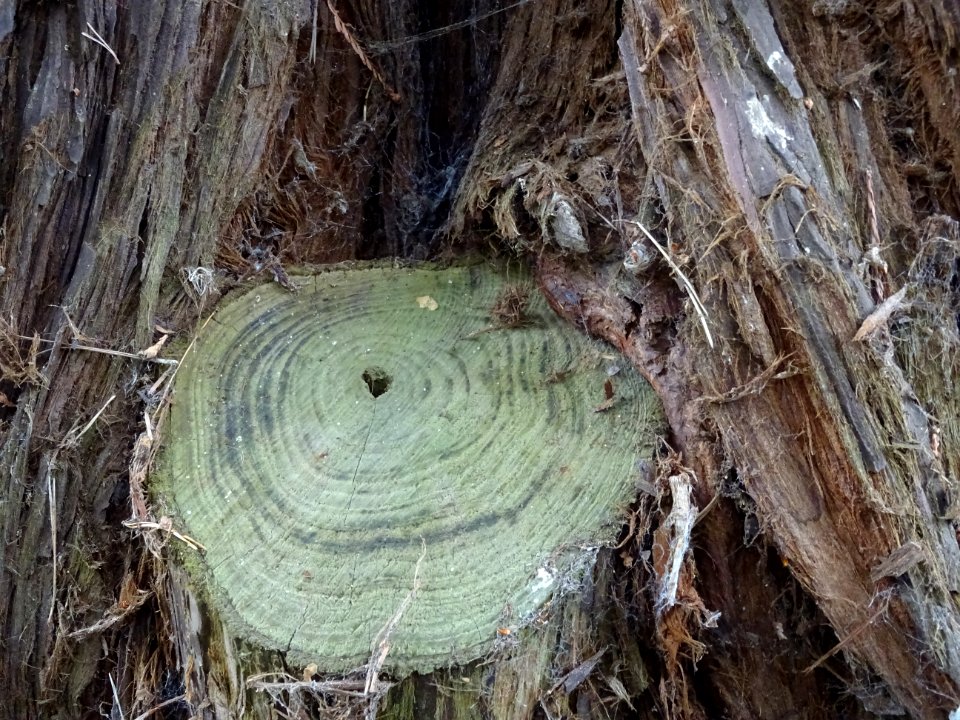 Ecorce et branche coupée du Séquoia toujours vert, Sequoia… 