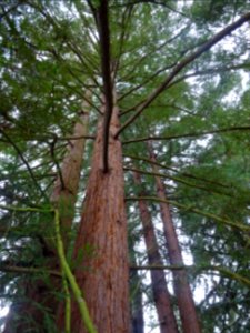 Troncs de Séquoia toujours vert, Sequoia sempervirens, Cup… photo