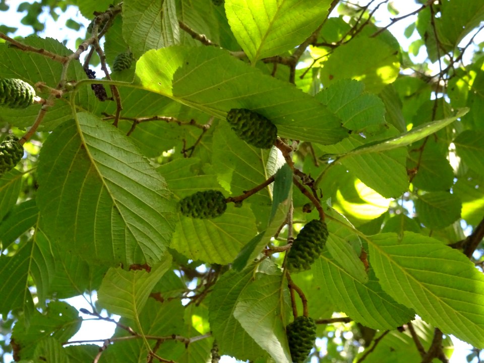 Châtons femelles globuleux de l' Aulne blanc, Alnus incana… 