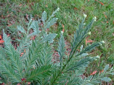 Séquoia toujours vert, Sequoia sempervirens, Cupressacées,… 