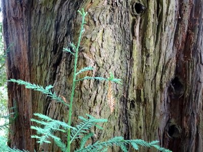 Ecorce du Séquoia toujours vert, Sequoia sempervirens, Cup… 