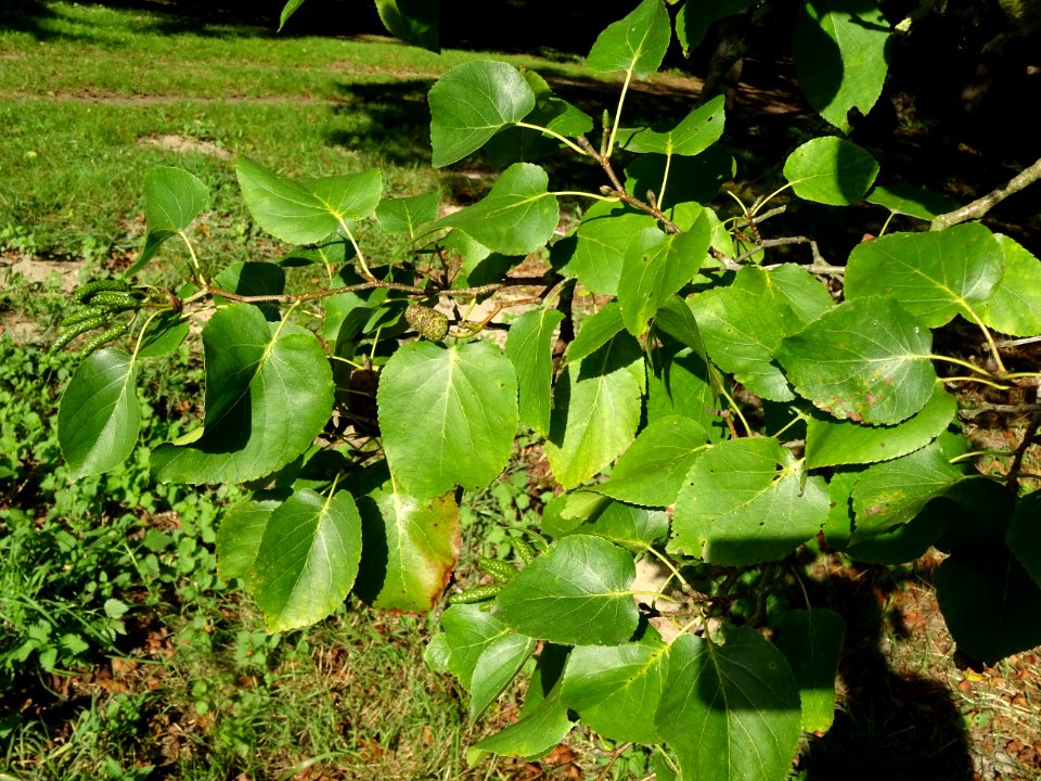 Aulne de Corse ou Aulne à feuilles en coeur, Alnus cordata… 