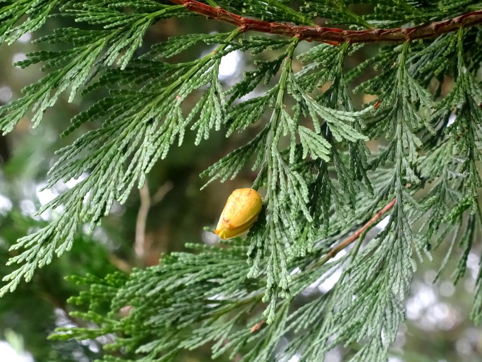 Cône femelle du Calocèdre ou Cèdre à encens ou Cèdre blanc… 