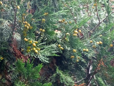 Cônes femelles du Calocèdre ou Cèdre à encens ou Cèdre bla… 