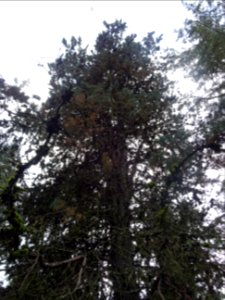 Cyprès blanc de l'Arizona, Cupressus arizonica var. glabra… 