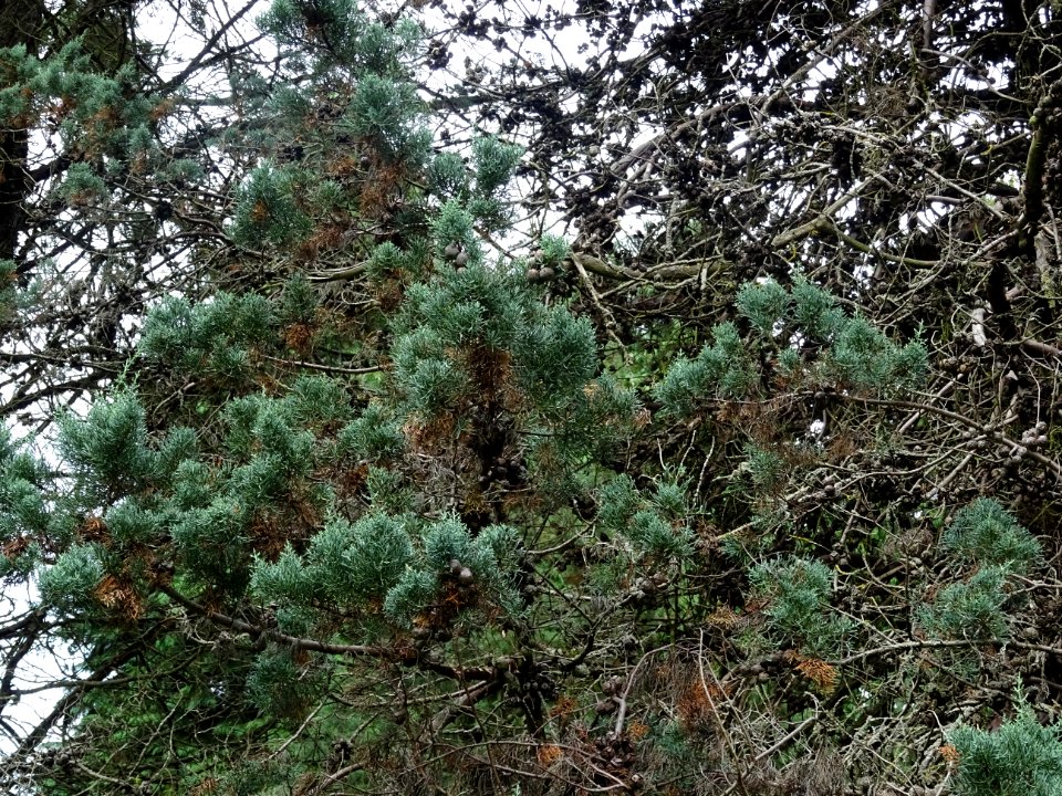 Cyprès blanc de l'Arizona, Cupressus arizonica var. glabra… 