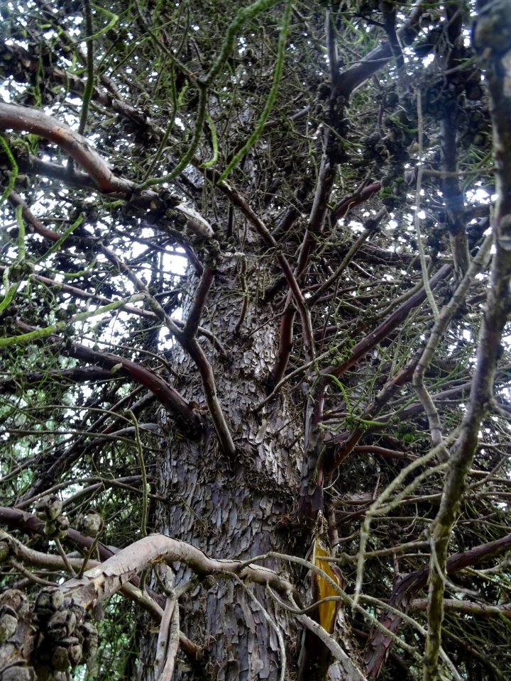 Tronc et branches du Cyprès blanc de l'Arizona, Cupressus … 
