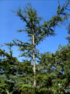Cèdre de Chypre, Cedrus brevifolia, Pinacées, Arboretum de… 