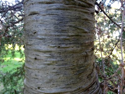 Ecorce du Cèdre de Chypre, Cedrus brevifolia, Pinacées, Ar… 