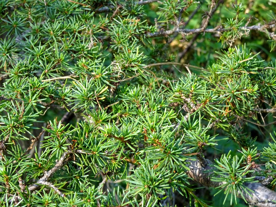 Cèdre de Chypre, Cedrus brevifolia, Pinacées, Arboretum de… 