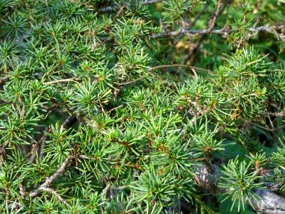 Cèdre de Chypre, Cedrus brevifolia, Pinacées, Arboretum de… 