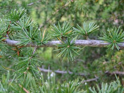 Cèdre de Chypre, Cedrus brevifolia, Pinacées, Arboretum de… 