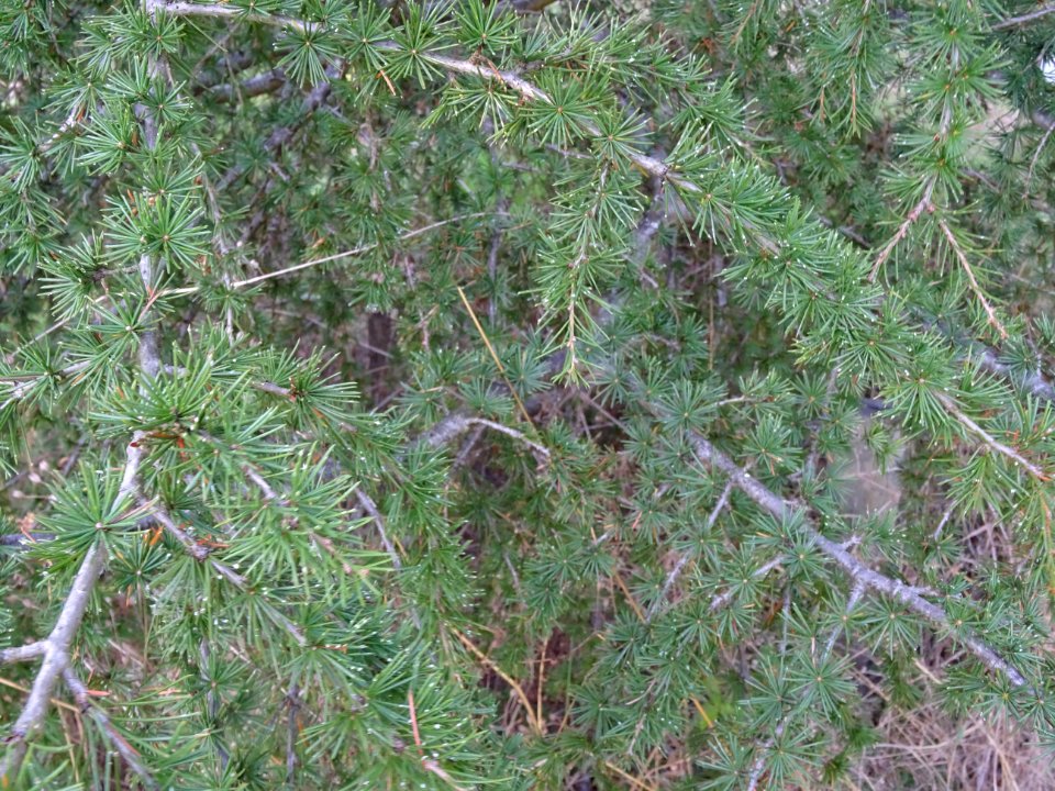 Cèdre de Chypre, Cedrus brevifolia, Pinacées, Arboretum de… 