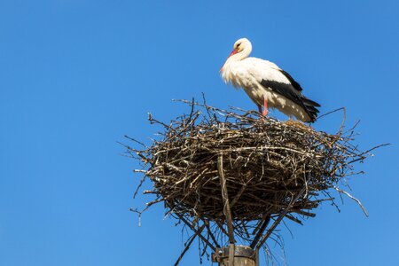 Storchennest storks rattle stork