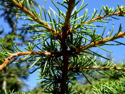 Cèdre de Chypre, Cedrus brevifolia, Pinacées, Arboretum de… 