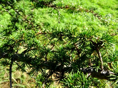 Cèdre de Chypre, Cedrus brevifolia, Pinacées, Arboretum de… 