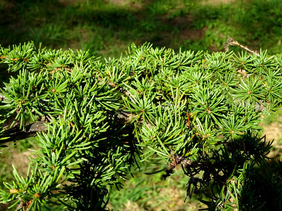 Cèdre de Chypre, Cedrus brevifolia, Pinacées, Arboretum de… 