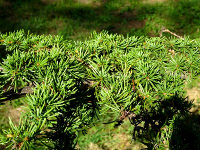 Cèdre de Chypre, Cedrus brevifolia, Pinacées, Arboretum de… 