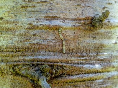 Ecorce du Cèdre de Chypre, Cedrus brevifolia, Pinacées, Ar… 
