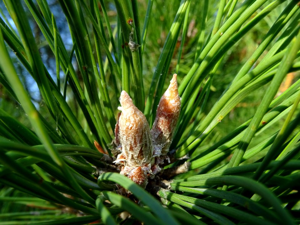 Bourgeons terminaux du Pin noir des Cévennes, Pinus nigra … 
